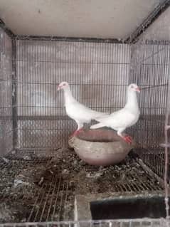 Norwish cropper breeder pair for sale