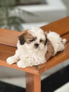 Shih tzu