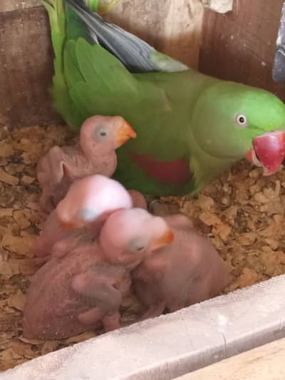 Wildlife Registered Alexandrine Raa - Parrots - 1098632689