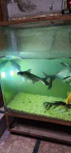 fish and aquarium sale