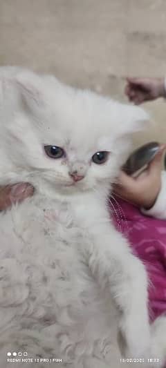 Persian kittens are looking for a new home