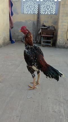 Aseel Murgh For Sale 0302.7892632