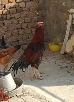 Aseel mianwali breed