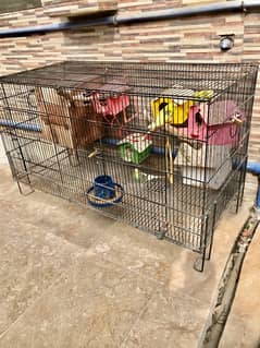 Cage With Birds For Sale