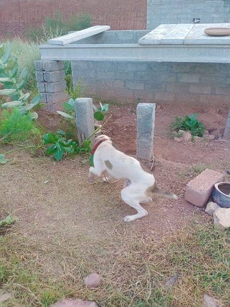 Farm Worker Security Guard Gardner 3