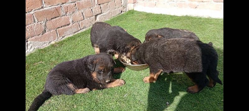 German puppy long cot 2