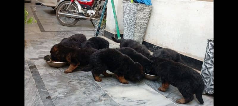 German puppy long cot 4