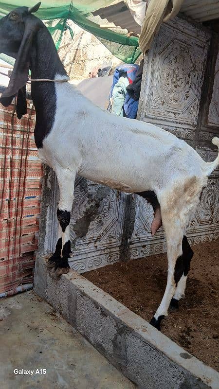 1 Kamori Bakri 1 Bacha Maadi (Female) 0