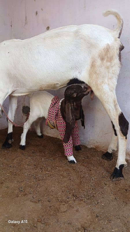 1 Kamori Bakri 1 Bacha Maadi (Female) 3