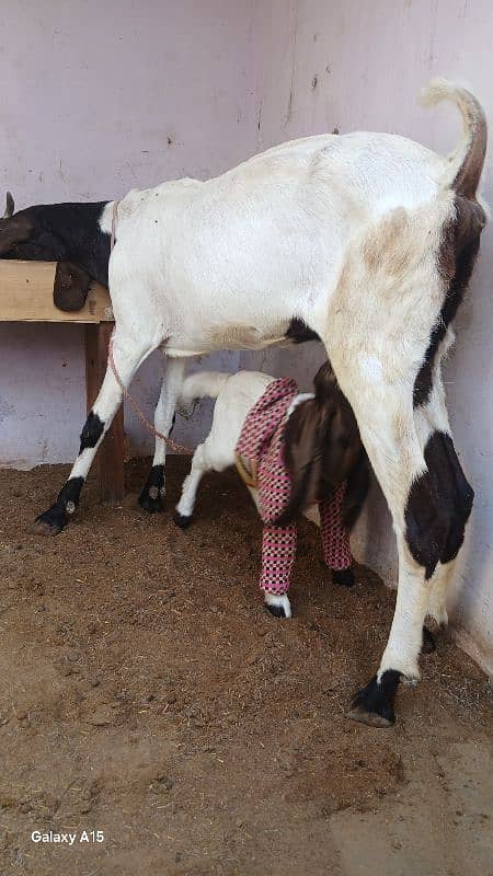 1 Kamori Bakri 1 Bacha Maadi (Female) 4