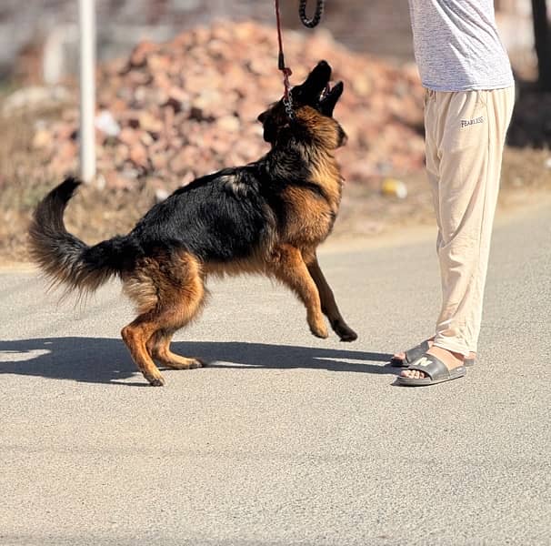 German Shepherd female| Long Coat | gsd dog 0