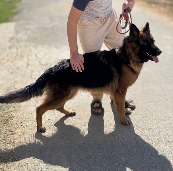 German Shepherd female| Long Coat | gsd dog 3