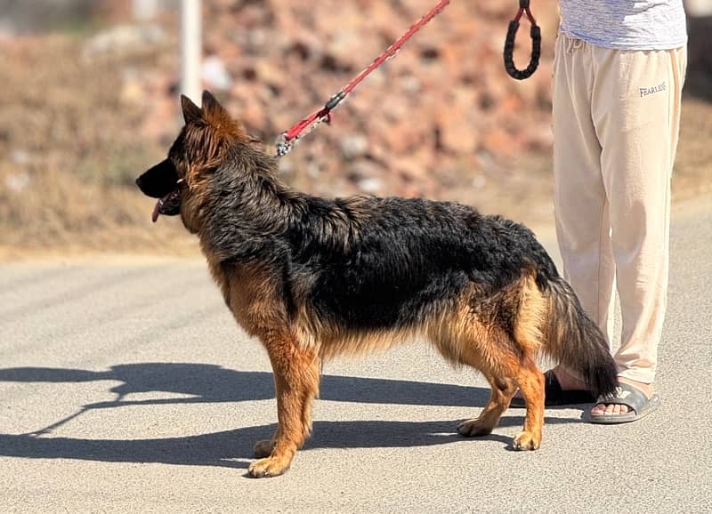 German Shepherd female| Long Coat | gsd dog 5