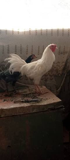 hera aseel, mianwali aseel, misri murga lutino pasnata Lovebird