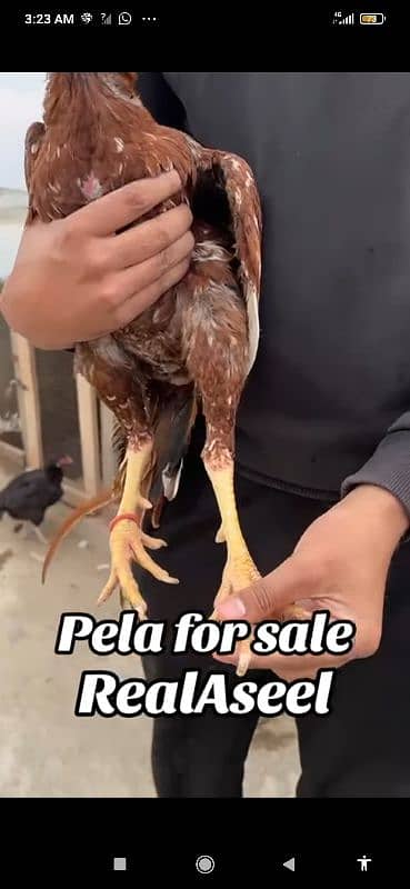 High quality peela patha for sale 4