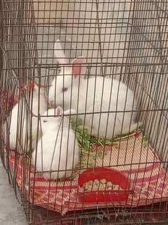 Angora male hand tamed friendly 03224186572