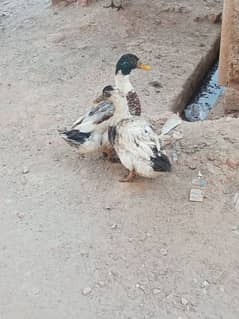 Active and healthy breeder pair eggs laying