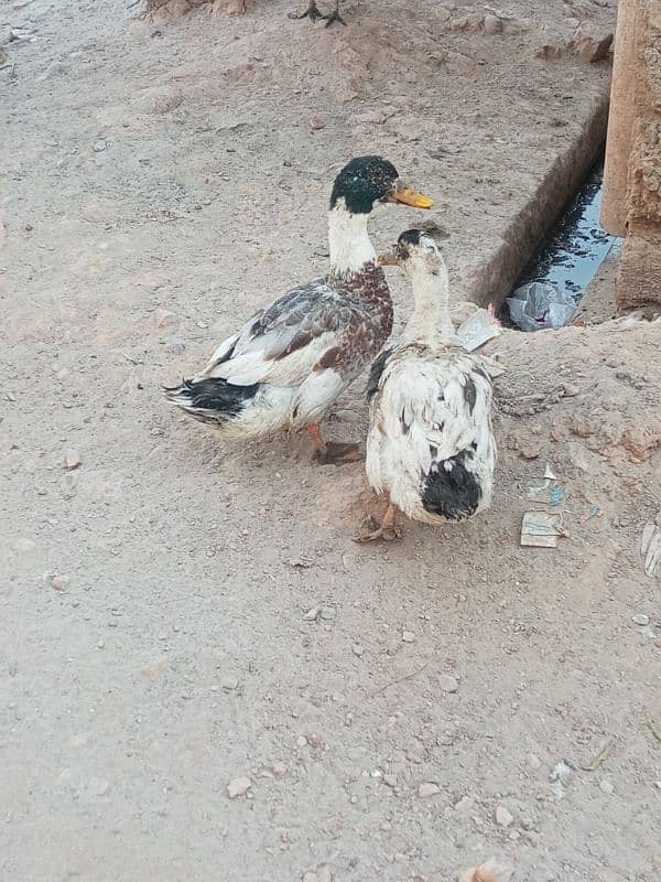 Active and healthy breeder pair eggs laying 1