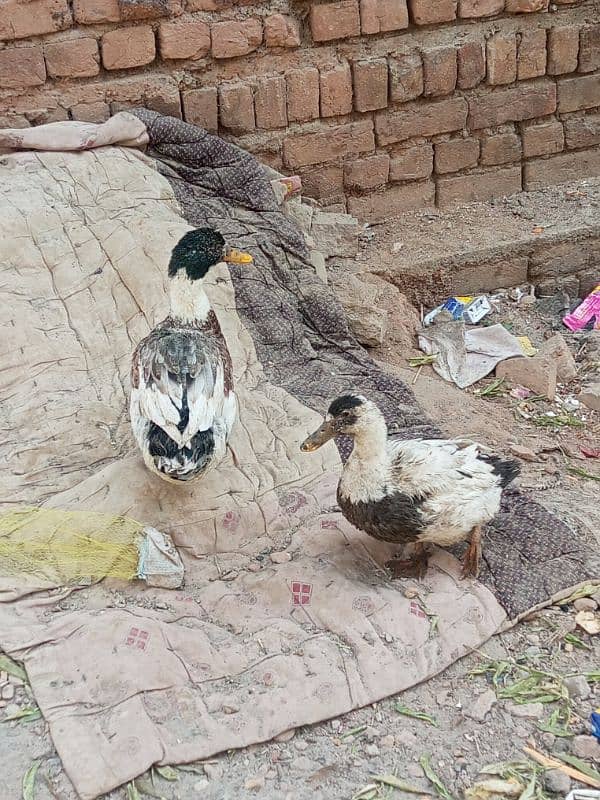 Active and healthy breeder pair eggs laying 2