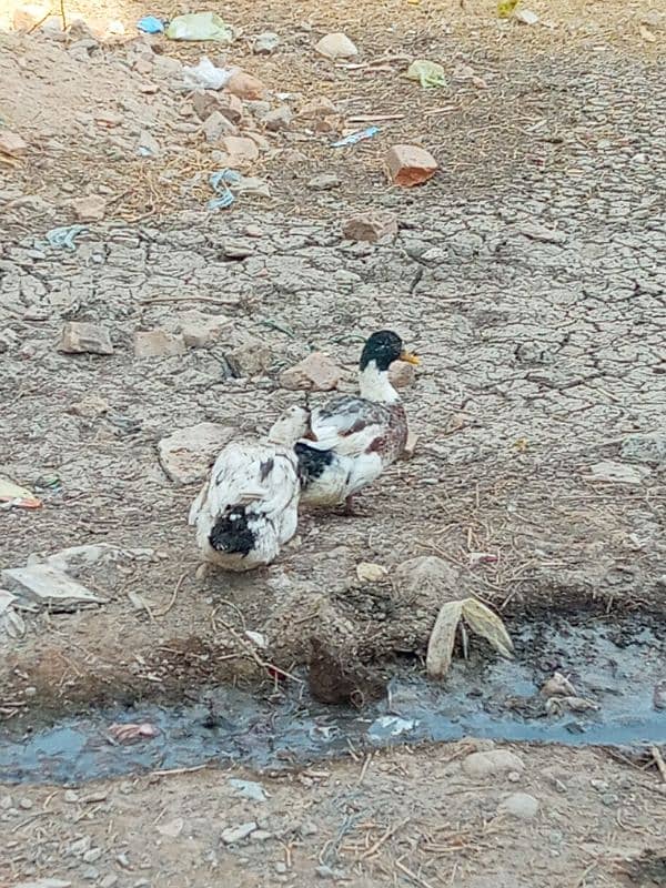 Active and healthy breeder pair eggs laying 3