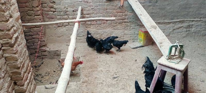 Ayam cemani 1