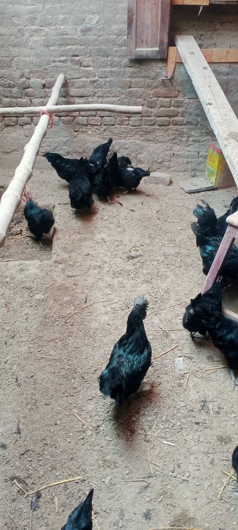 Ayam cemani 7