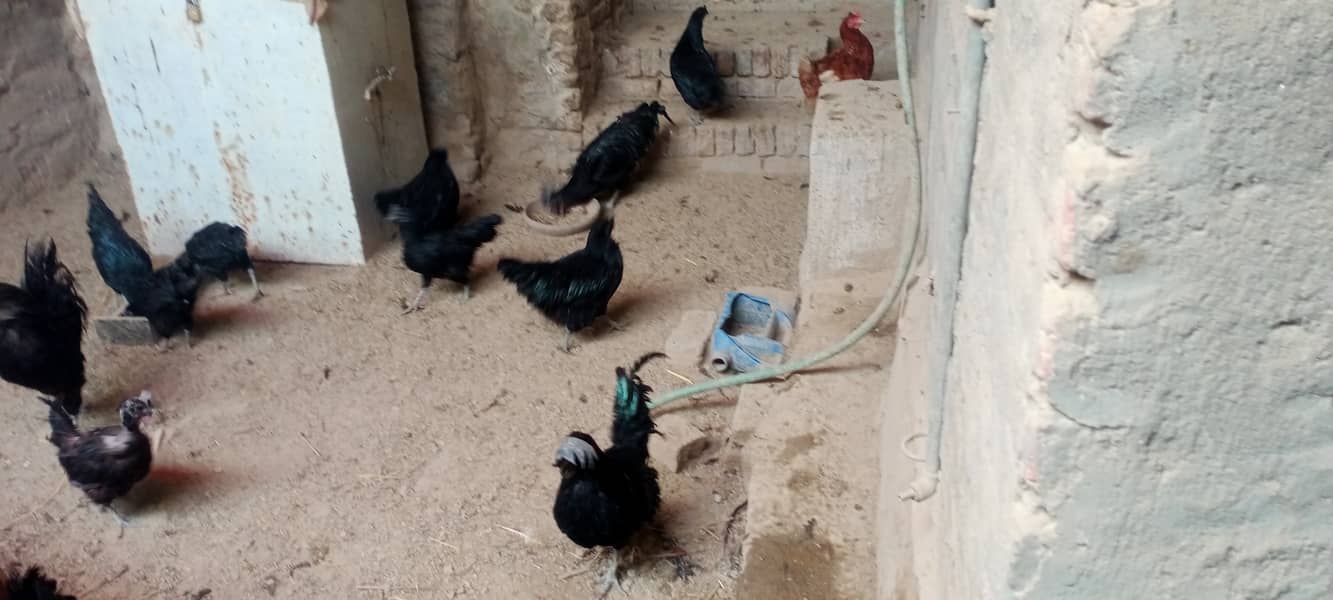 Ayam cemani 10