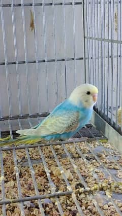 rainbow quality birds for sale