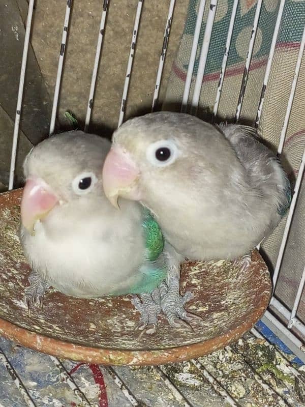 2 pair lovebirds 0