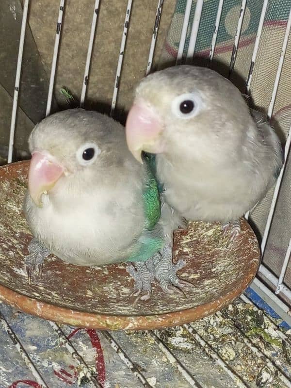 2 pair lovebirds 2