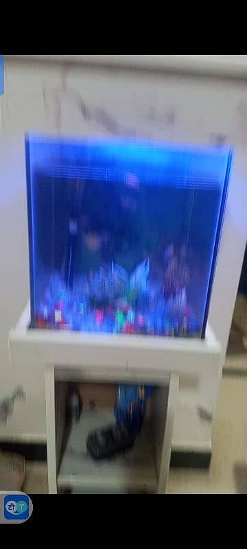 aquarium and fishes 1