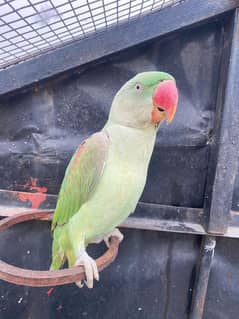 Kashmiri raw Parrots Pair for sale