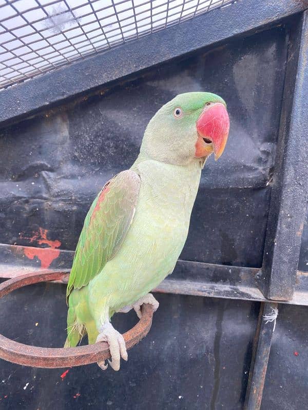 Kashmiri raw Parrots Pair for sale 0