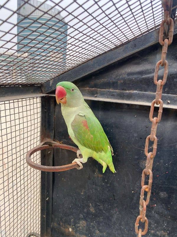 Kashmiri raw Parrots Pair for sale 1