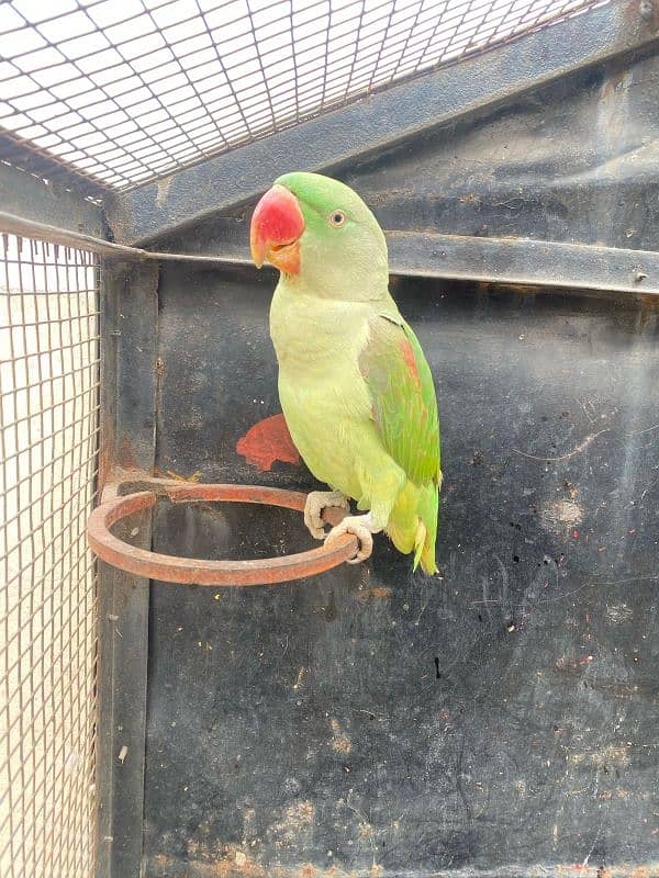 Kashmiri raw Parrots Pair for sale 2