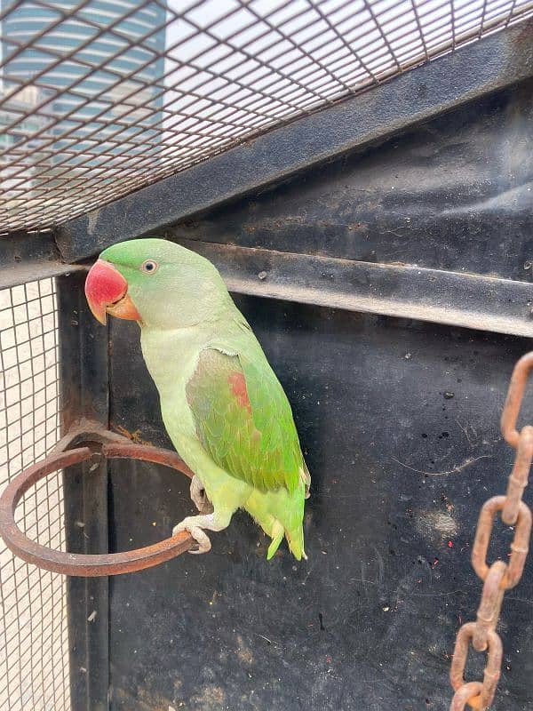 Kashmiri raw Parrots Pair for sale 3