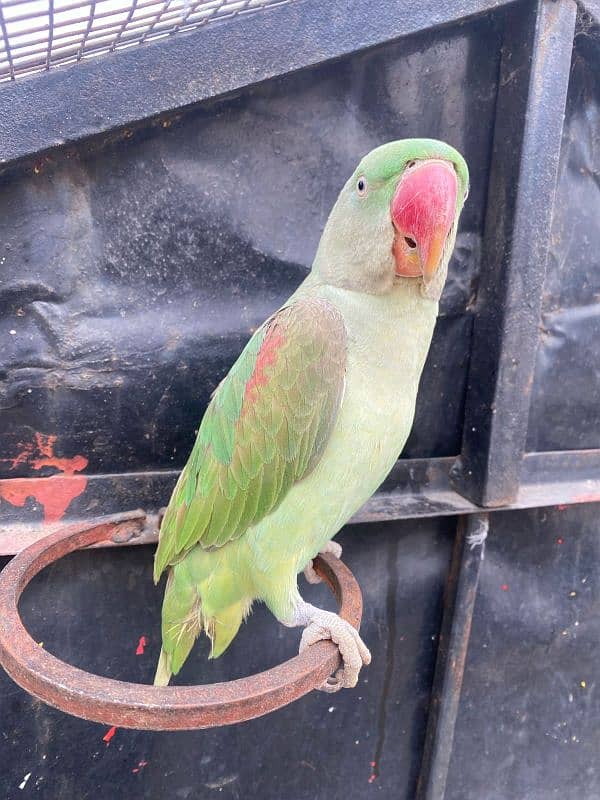 Kashmiri raw Parrots Pair for sale 4