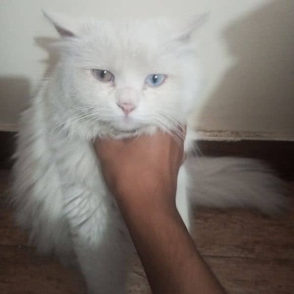 BEAUTIFUL Male Cat. Orange and blue eyess 0