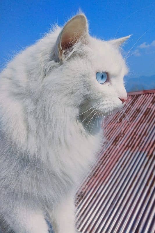 persian Turkish angora cat 0