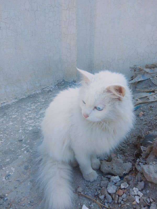 persian Turkish angora cat 1