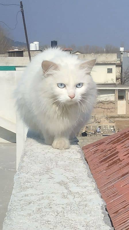 persian Turkish angora cat 2