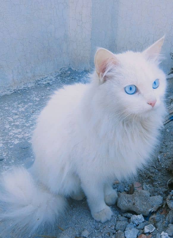 persian Turkish angora cat 3