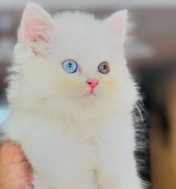 White Persian Triple Coat Blue And Odd Eyes Kittens 0