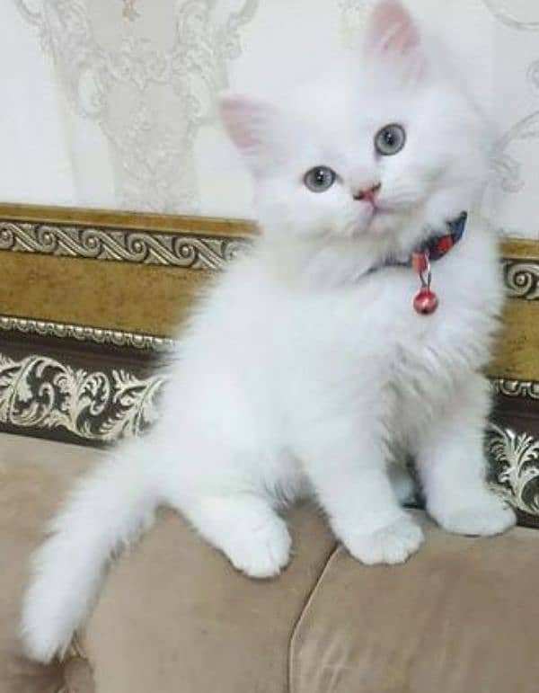 White Persian Triple Coat Blue And Odd Eyes Kittens 1