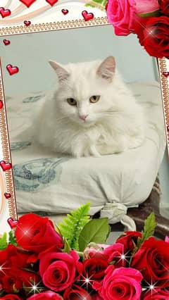 persian breed female spayed