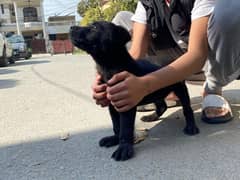 black Male Labrador Puppy 3 Months age for sale