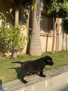 black Male Labrador Puppy 3 Months age for sale