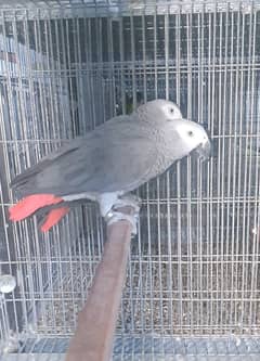 African Gray Parrot