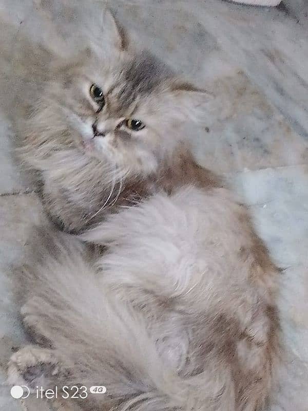 Male female Persian breeding pair good looking good color ir 0