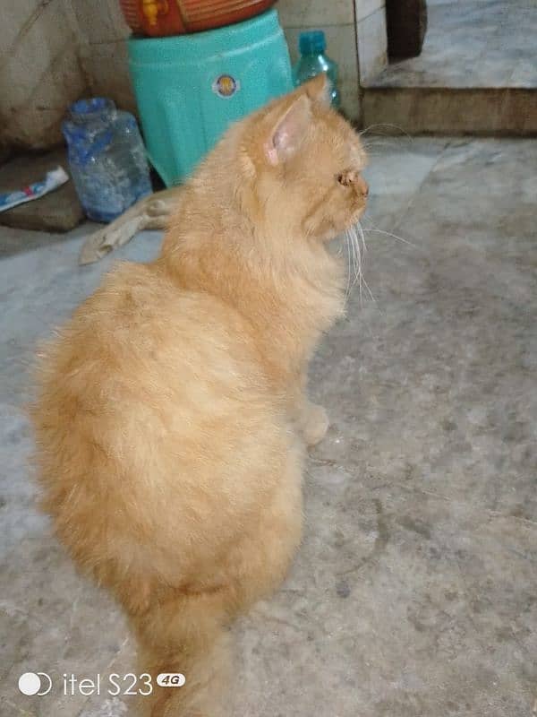 Male female Persian breeding pair good looking good color ir 3